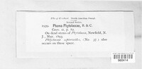 Phomopsis phytolaccae image